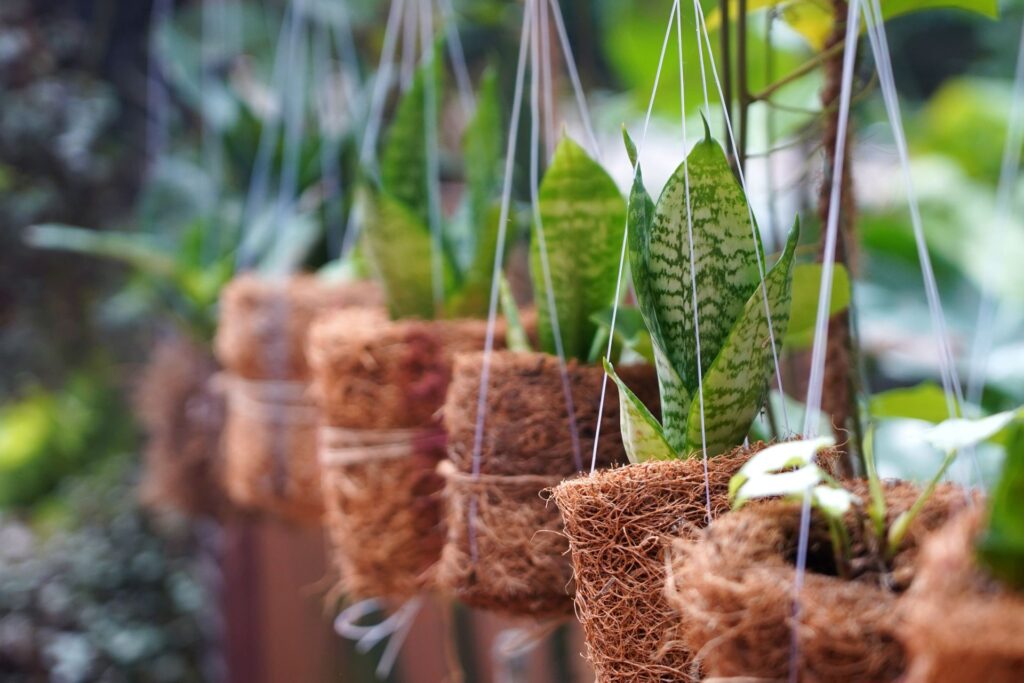 cocopeat